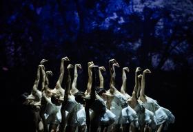 A group of ballerinas with their arms in the air resembling swan necks.