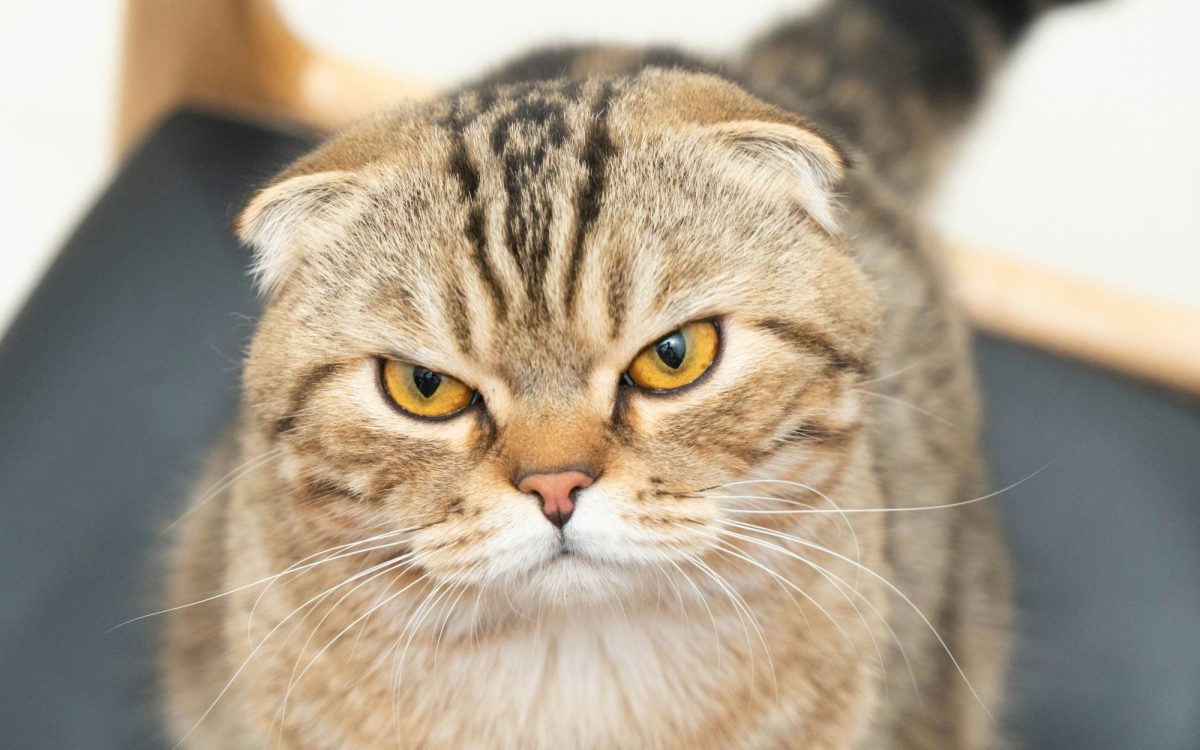 An annoyed looking cat. It has light brownish fur.