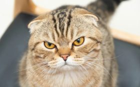An annoyed looking cat. It has light brownish fur.
