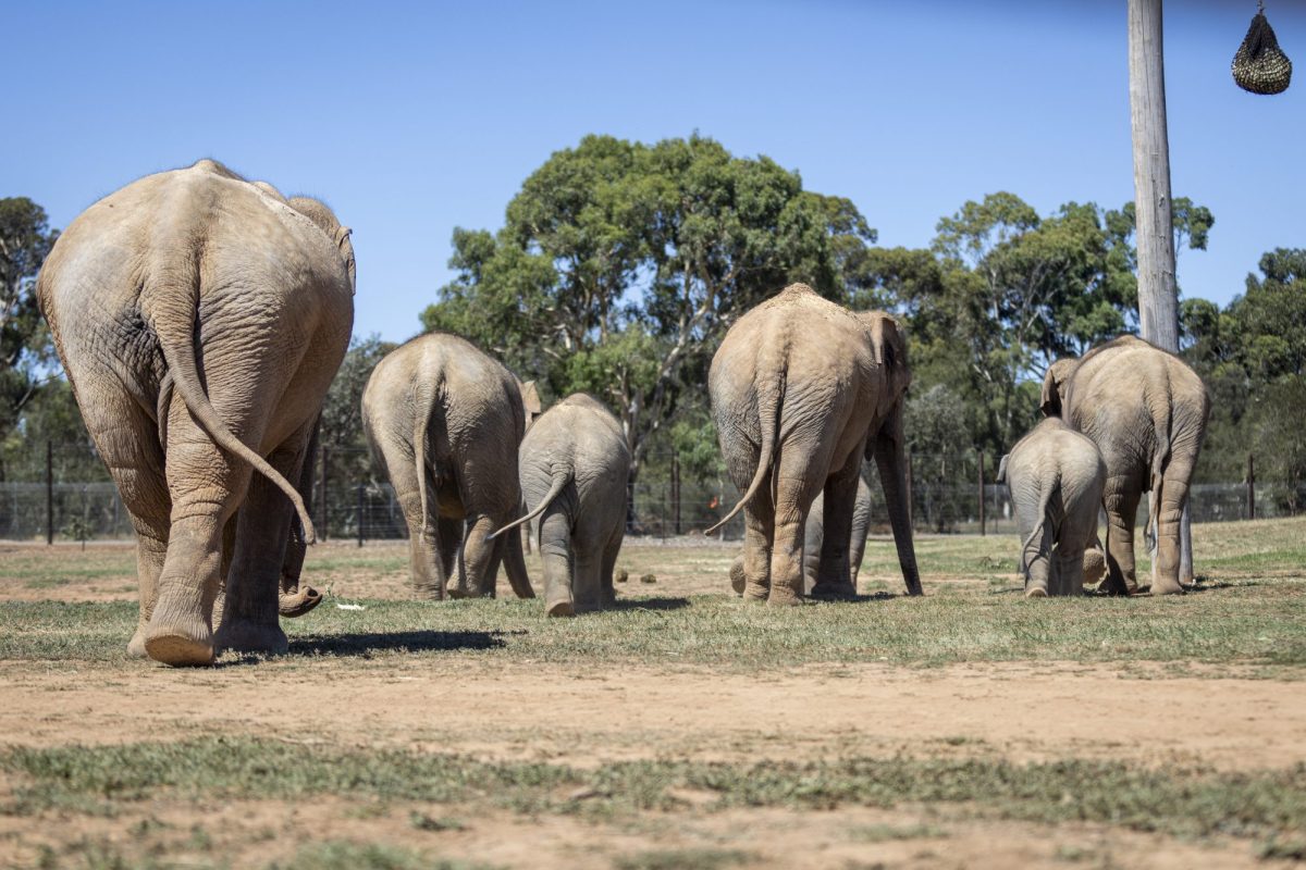 Six elephants at an open range zoo, walking away from the camera, swinging their tails. Open House Melbourne 2025