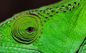The close up focus of the eye of a green chameleon.