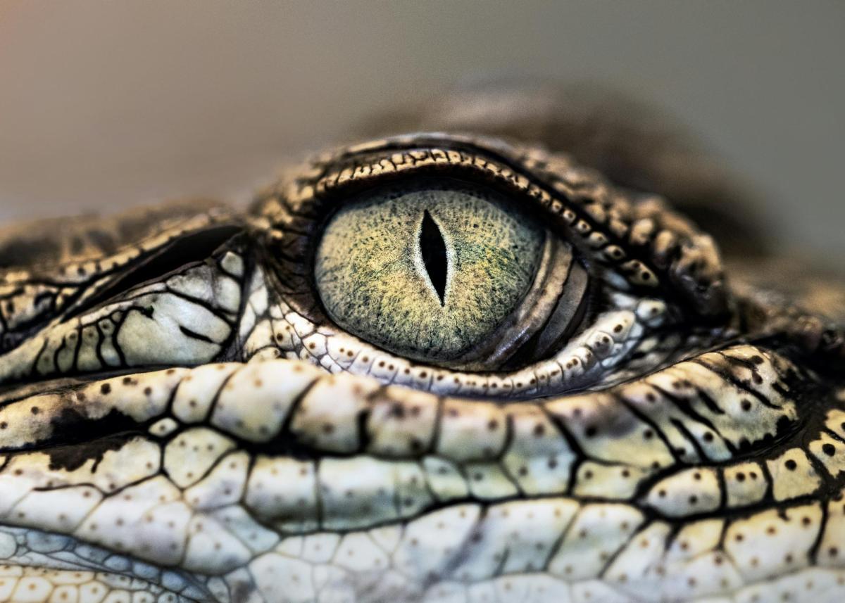 Close up of eye of crocodile. Croc! Lost Giants to Living Legends