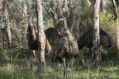 A small mob of emus moving through the Australian bush. Their upraised heads and necks echo the slim tree truns rising around them.