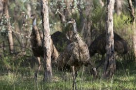 A small mob of emus moving through the Australian bush. Their upraised heads and necks echo the slim tree truns rising around them.