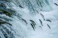 A photograph of salmon leaping a small waterfall as they swim upstream, illustrating ArtsHub's weekly On the move column, which summarises arts sector appointments across the country.