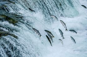 A photograph of salmon leaping a small waterfall as they swim upstream, illustrating ArtsHub's weekly On the move column, which summarises arts sector appointments across the country.