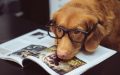 Phot of a dog with tan fur wearing glasses and putting its head on a magazine with dog pictures.