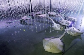 Pearls of dangling glass form a curtain of rain above sculpted circling stingrays.
