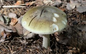 Mushroom Murder Trial. a photo of a death cap mushroom in Ukraine. Erin Patterson.