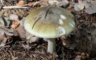Mushroom Murder Trial. a photo of a death cap mushroom in Ukraine. Erin Patterson.