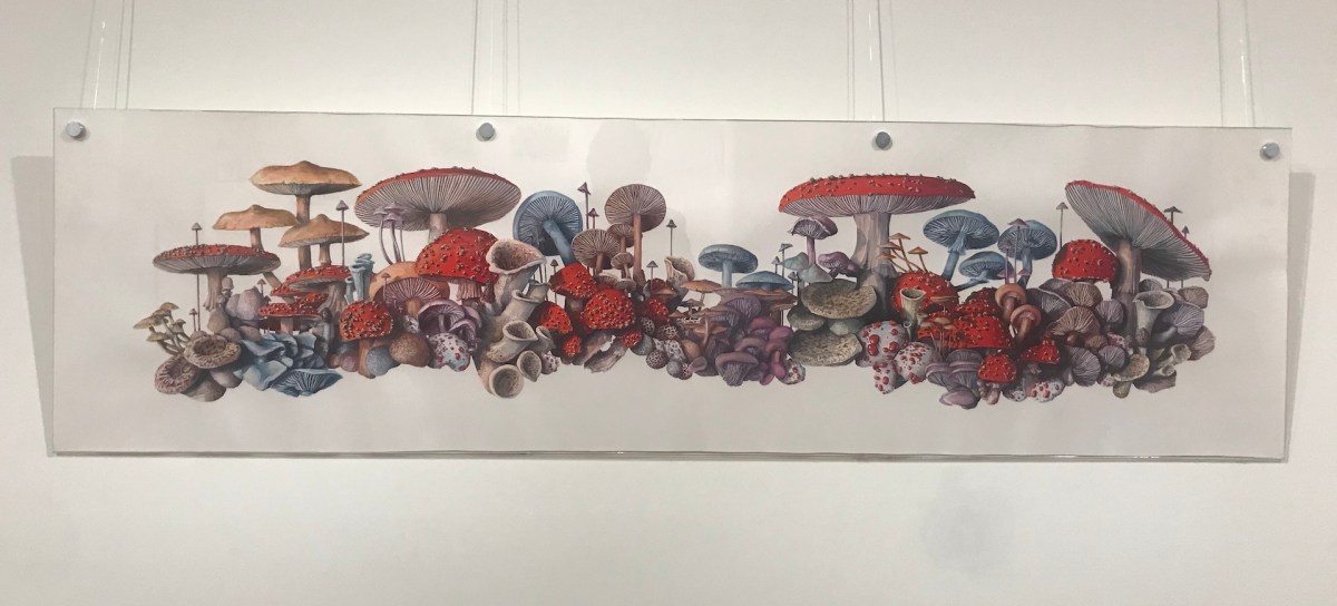 Martha Iserman, Fairy Ring. Flora, Fauna and Folklore. Image supplied.