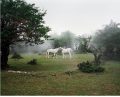 Photographic artist depicting a scene in a natural landscape where two white horses are putting their heads against each other. There is some fog in the air, making the scene mysterious and magical.