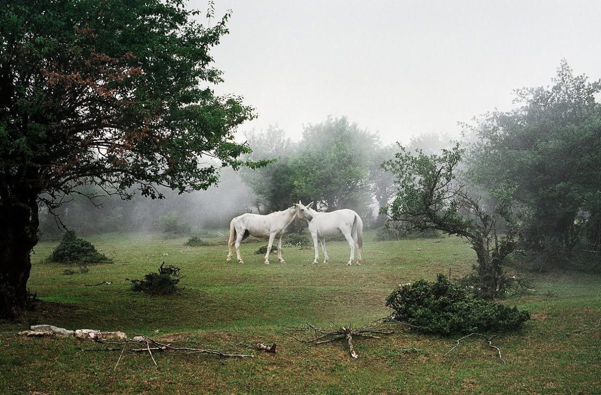 Photographic artist depicting a scene in a natural landscape where two white horses are putting their heads against each other. There is some fog in the air, making the scene mysterious and magical.