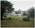 Photographic artist depicting a scene in a natural landscape where two white horses are putting their heads against each other. There is some fog in the air, making the scene mysterious and magical.