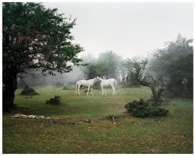 Photographic artist depicting a scene in a natural landscape where two white horses are putting their heads against each other. There is some fog in the air, making the scene mysterious and magical.