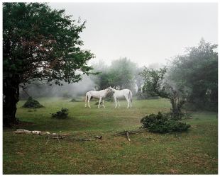 Photographic artist depicting a scene in a natural landscape where two white horses are putting their heads against each other. There is some fog in the air, making the scene mysterious and magical.