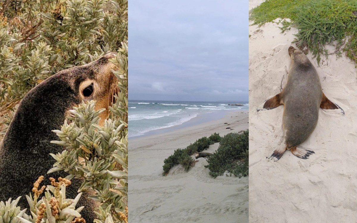 three images of Kangaroo Island. L-R: a seal poking out of the scrub, a beach, a seal on the beach