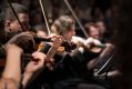 The string section of a classical music orchestra.
