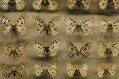 The Butterfly Club is closing. The photo shows a collection of dead butterflies pinned in a case.