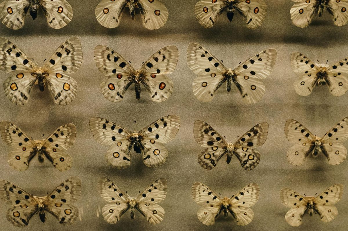 The Butterfly Club is closing. The photo shows a collection of dead butterflies pinned in a case.