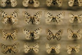 The Butterfly Club is closing. The photo shows a collection of dead butterflies pinned in a case.
