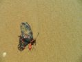 Melbourne's Butterfly Club has closed, sending shockwaves through the independent sector. The photo depicts a dead butterfly, partially crushed on a sandy beach.