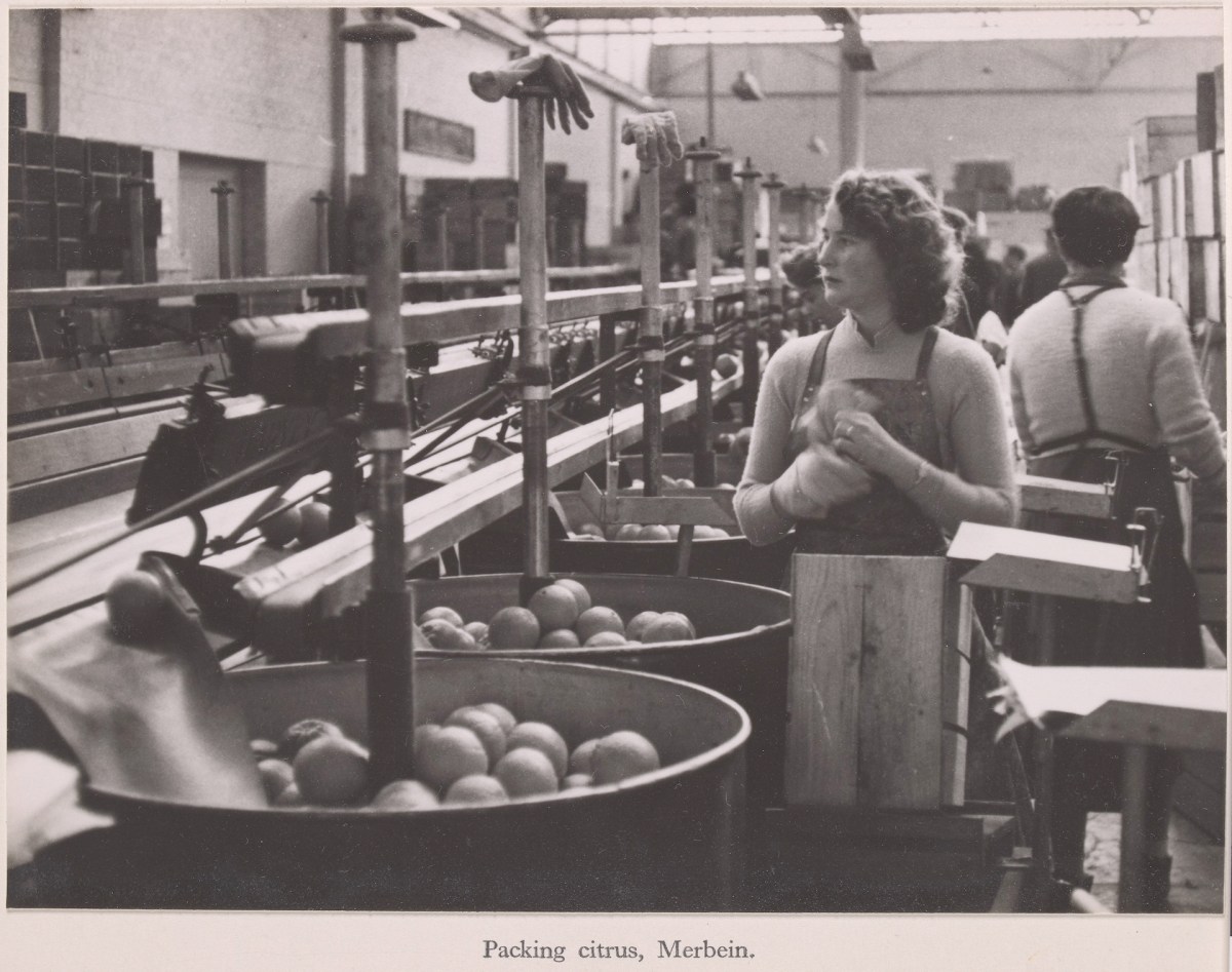 Packing citrus, Merbein, 1954. Image: State Library Victoria Collections.