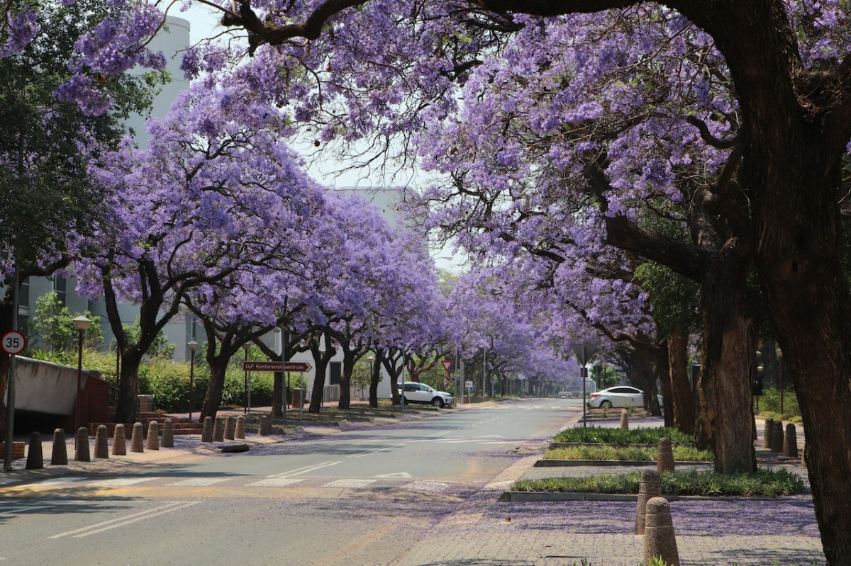 Art, optimism and nature can – and do – intertwine. Image: Kuhle Baloyi on Unsplash.