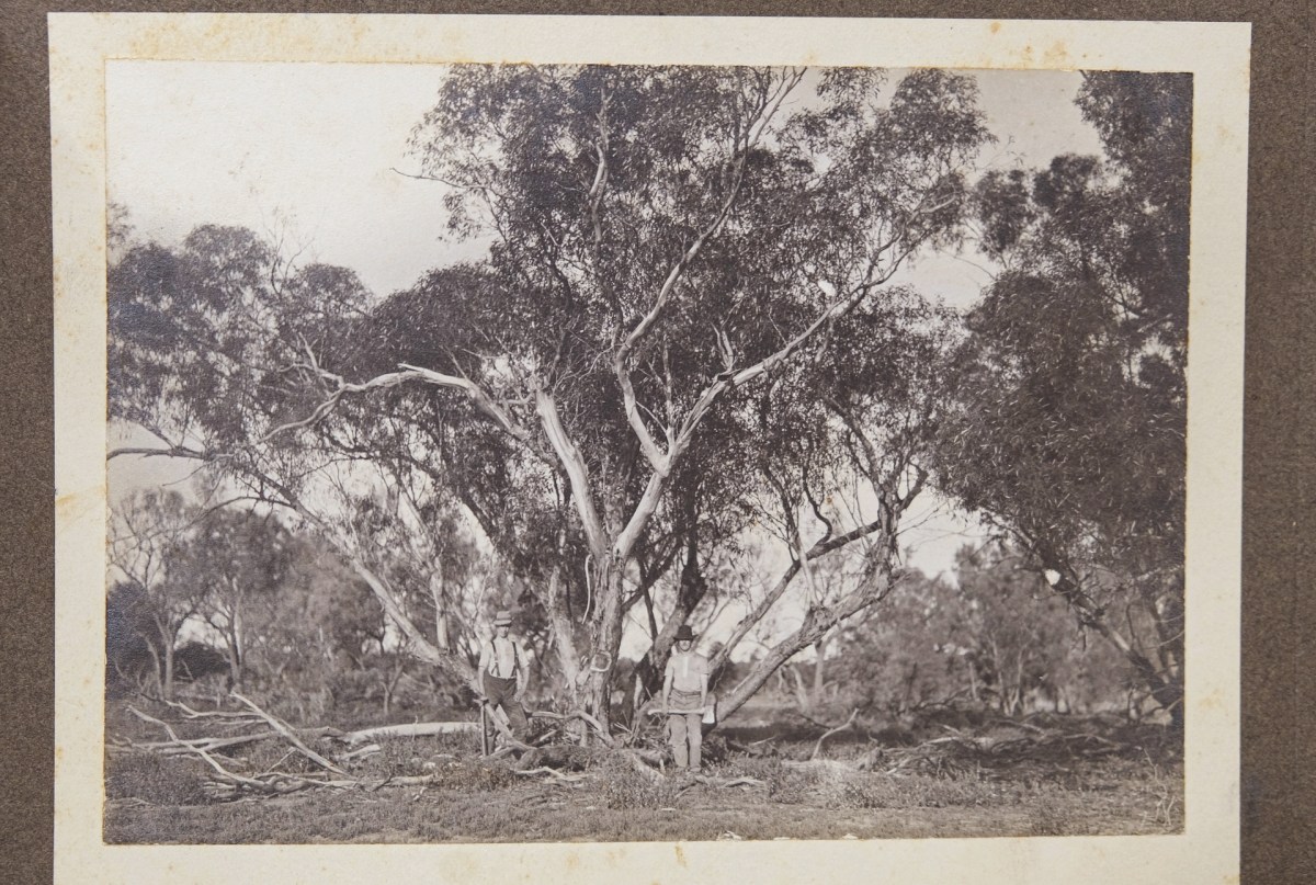 Clearing block 128 Merbein, September 1911. Image: Mildura Historical Society.