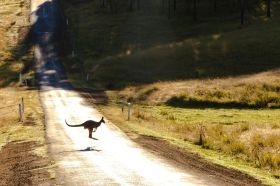 A kangaroo jumps across a country road. The photo illustrates ArtsHub's weekly On the move column, which summarises the week's art sector appointments and resignations.