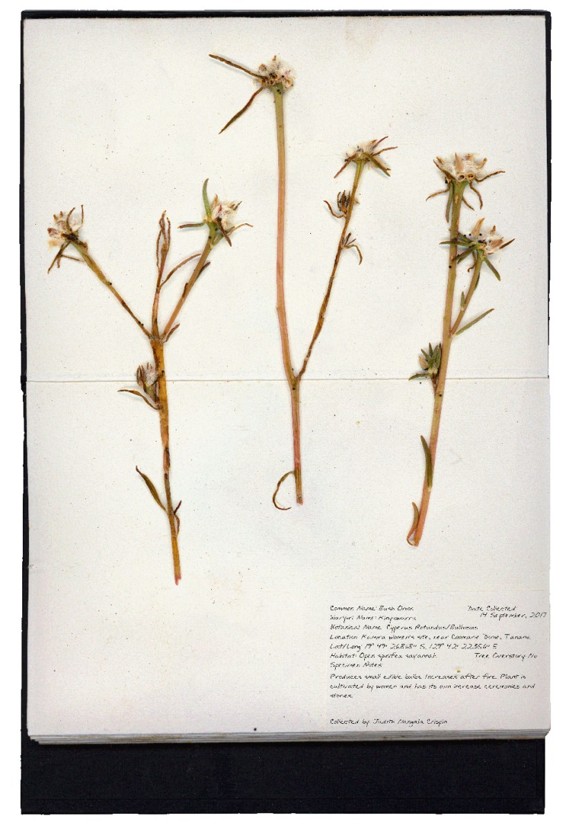 The Dingo's Noctuary. Judith Nangala Crispin's plant pressing of a bush onion. Image: Supplied. 