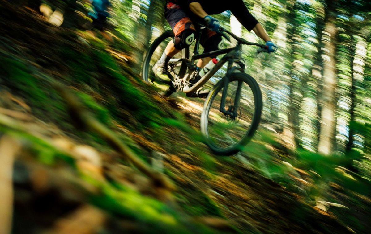 A mountain bike hurtles at speed down a steep, wooded slope. arts sector appointments