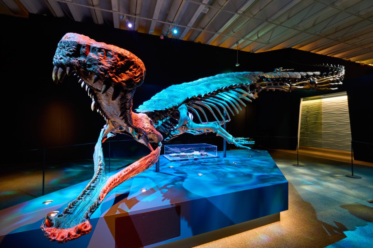 Installation view of Croc! Lost Giants to Living Legends. Photo: Markus Ravik. Image: Supplied. 2026 museum blockbusters
