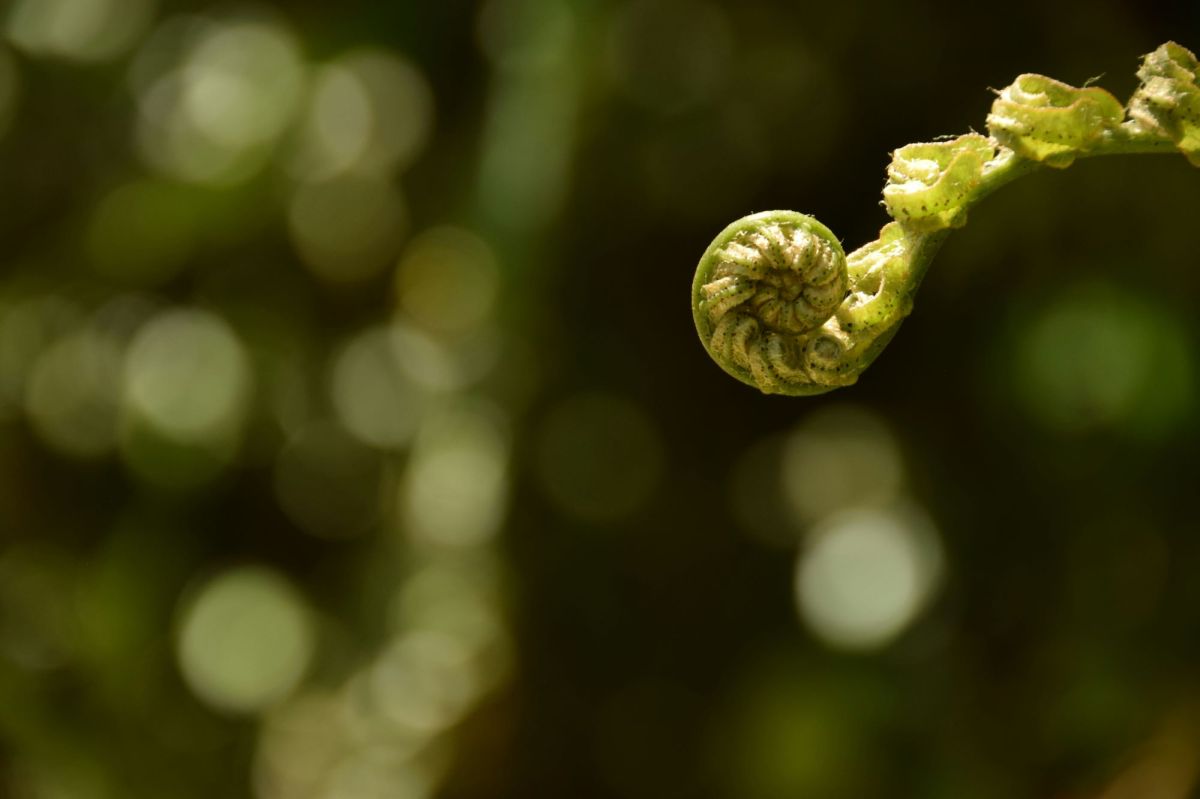 A slowly unfolding fern frond photographed against an out of focus green background. emerging creative grant