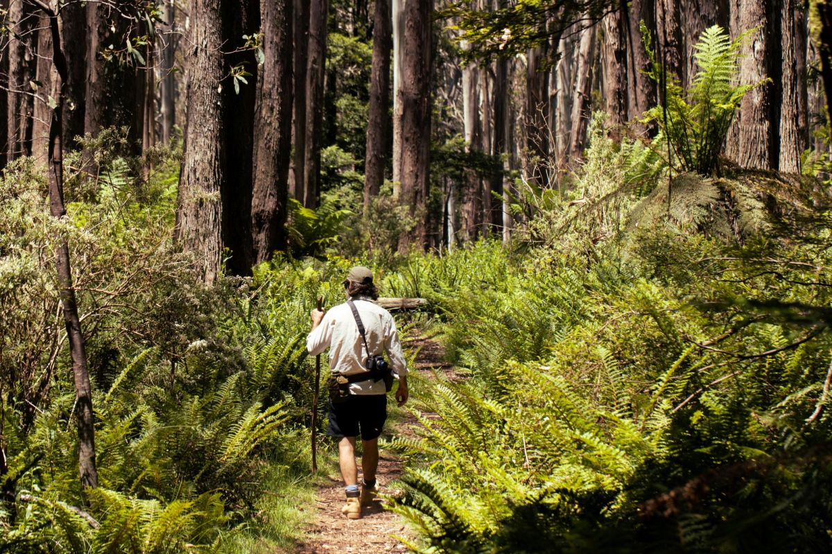A man seen from behind on a bushwalk through Yarraville, Victoria. He wears a cap, a loose shirt, shorts and sturdy boots as he walks away from the camera down a dirt track lined with ferns and trees. A camera is slung over his back, and he carries a slender brach as a walking stick. arts sector appointments