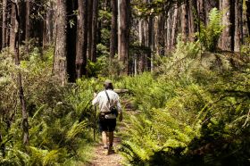 A man seen from behind on a bushwalk through Yarraville, Victoria. He wears a cap, a loose shirt, shorts and sturdy boots as he walks away from the camera down a dirt track lined with ferns and trees. A camera is slung over his back, and he carries a slender brach as a walking stick. arts sector appointments