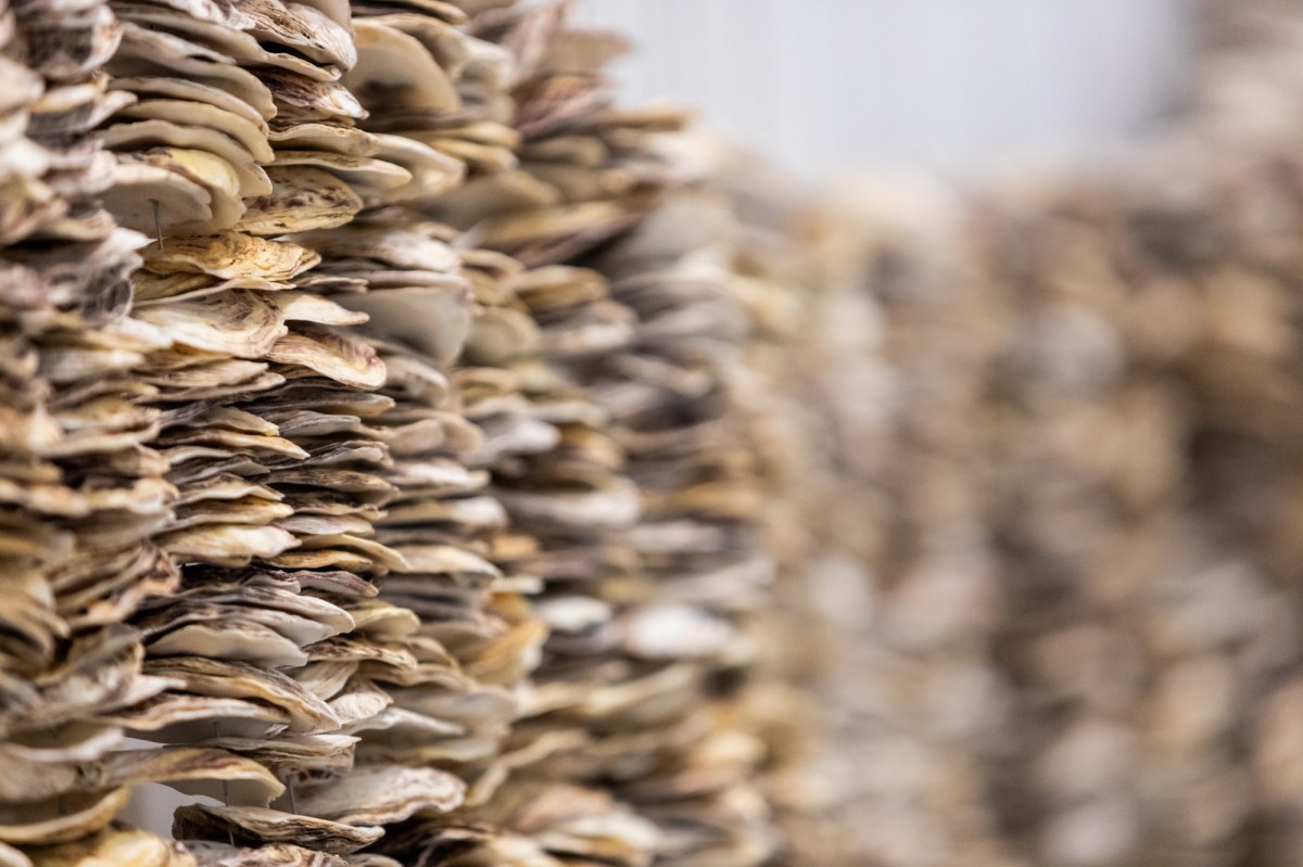 Megan Cope, A great depression, 2024. Oyster shells, wire, stainless steel, dimensions variable. Installation view, TarraWarra International 2026: System Release, TarraWarra Museum of Art. Photo: Craate Creative.