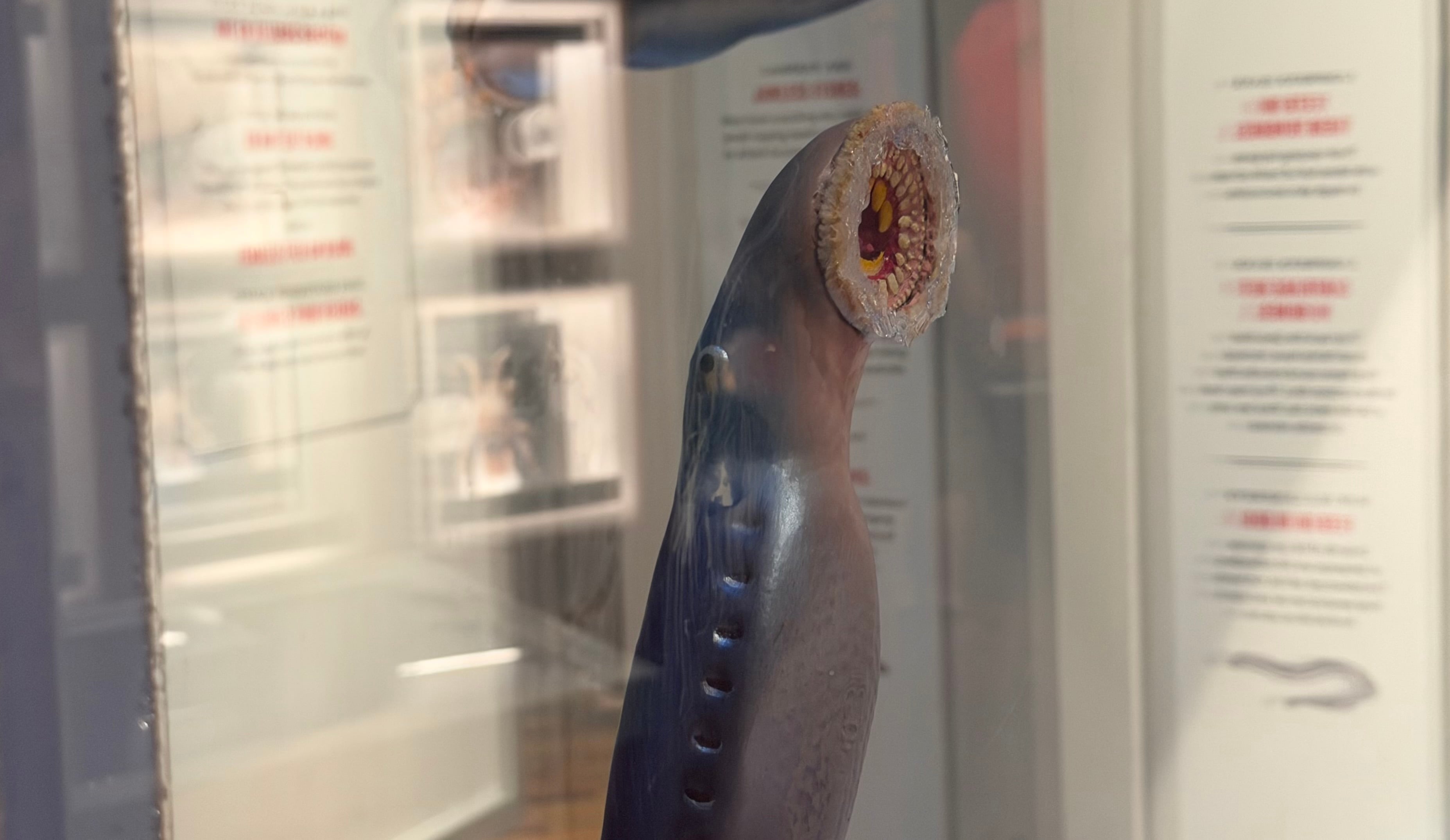 bloodsuckers nature's vampires exhibition australian museum lamprey