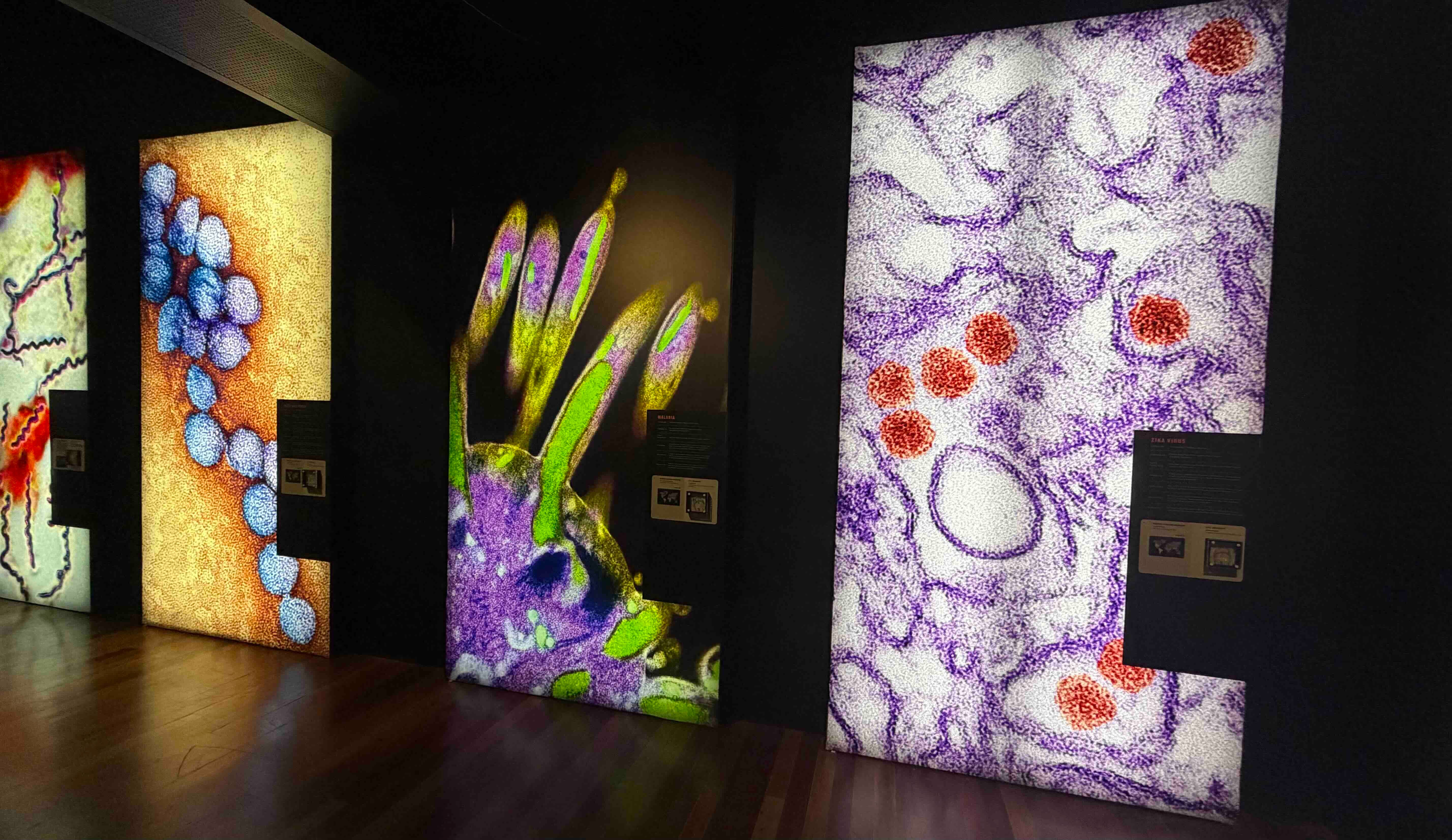 bloodsuckers nature's vampires exhibition australian museum diseaases