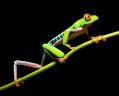 A photograph of a green tree frog walking along a narrow branch, its hind legs drmatically extended. arts sector appointments