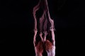 Dancenorth's RED was one of many works presented in Melbourne as part of the Australian Dance Biennale. Image: Supplied.