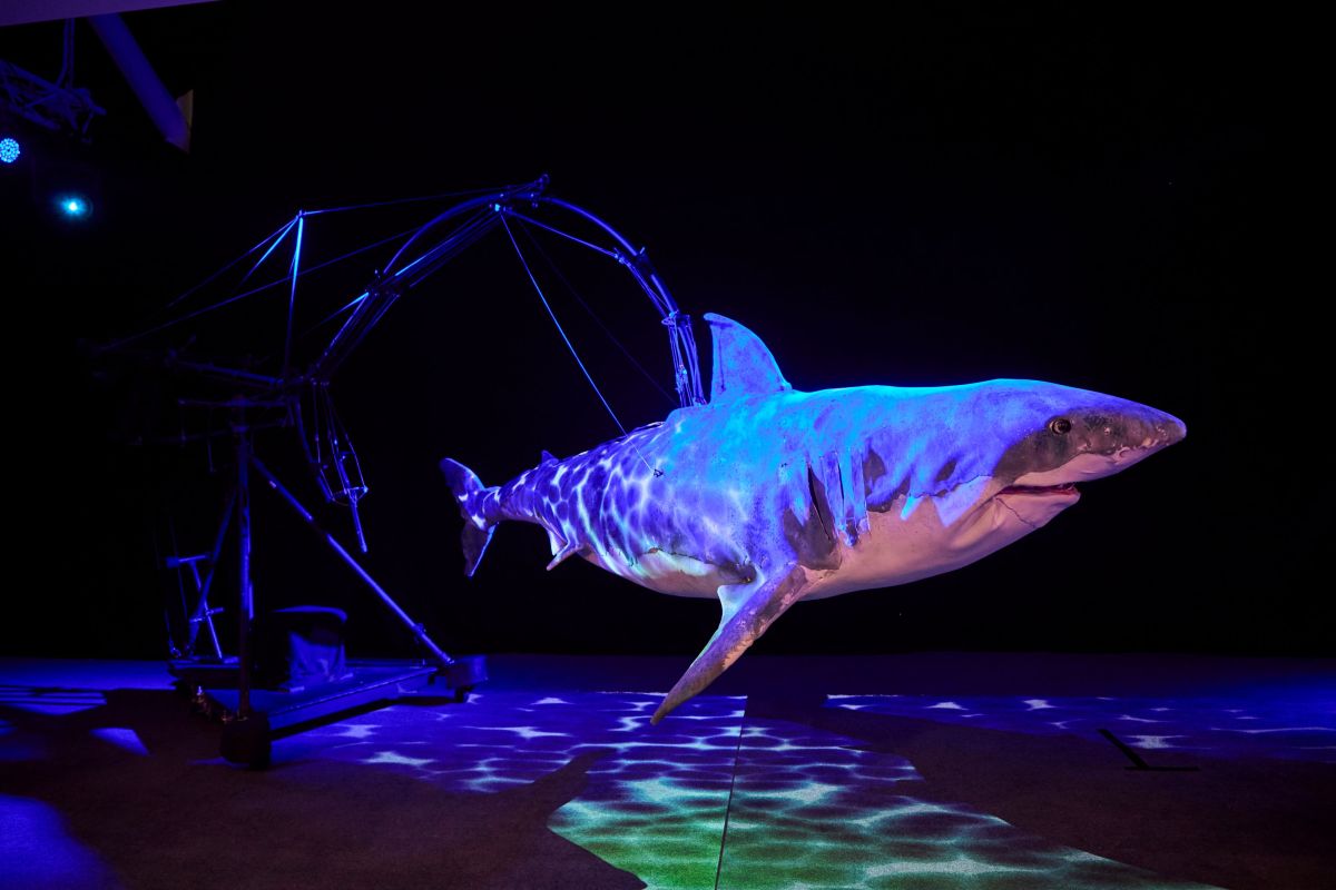 Erth's Shark Dive. Photo: Lauren Trompp.
